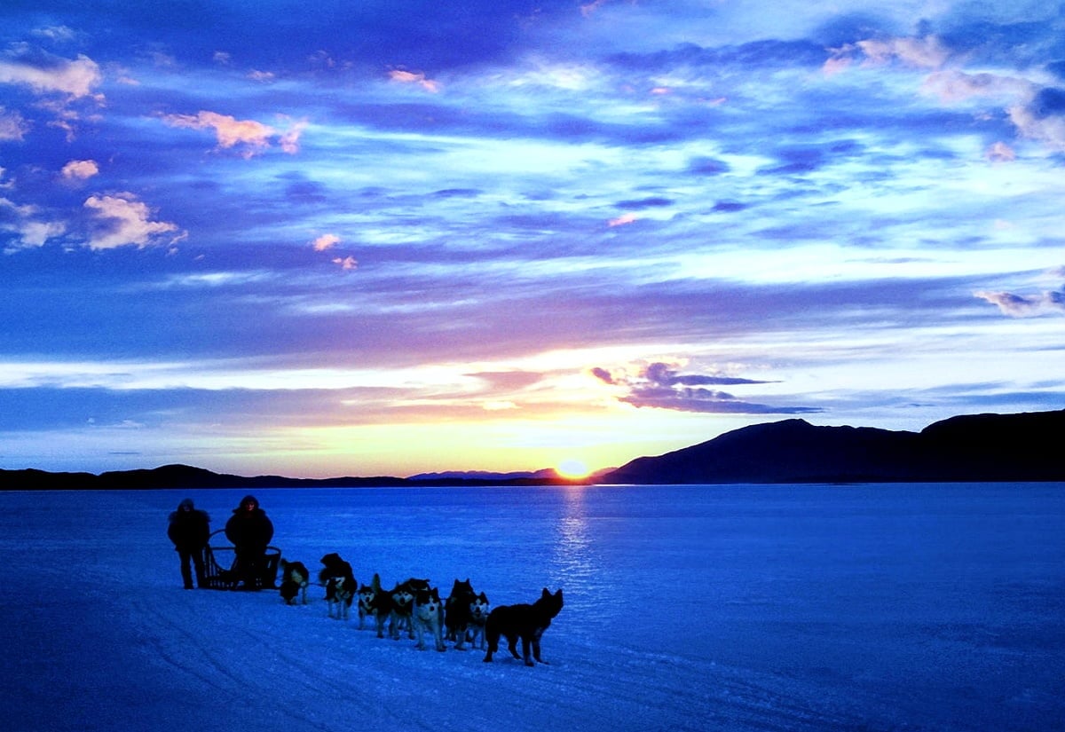 Sled dog wallpaper HD. Download Free background