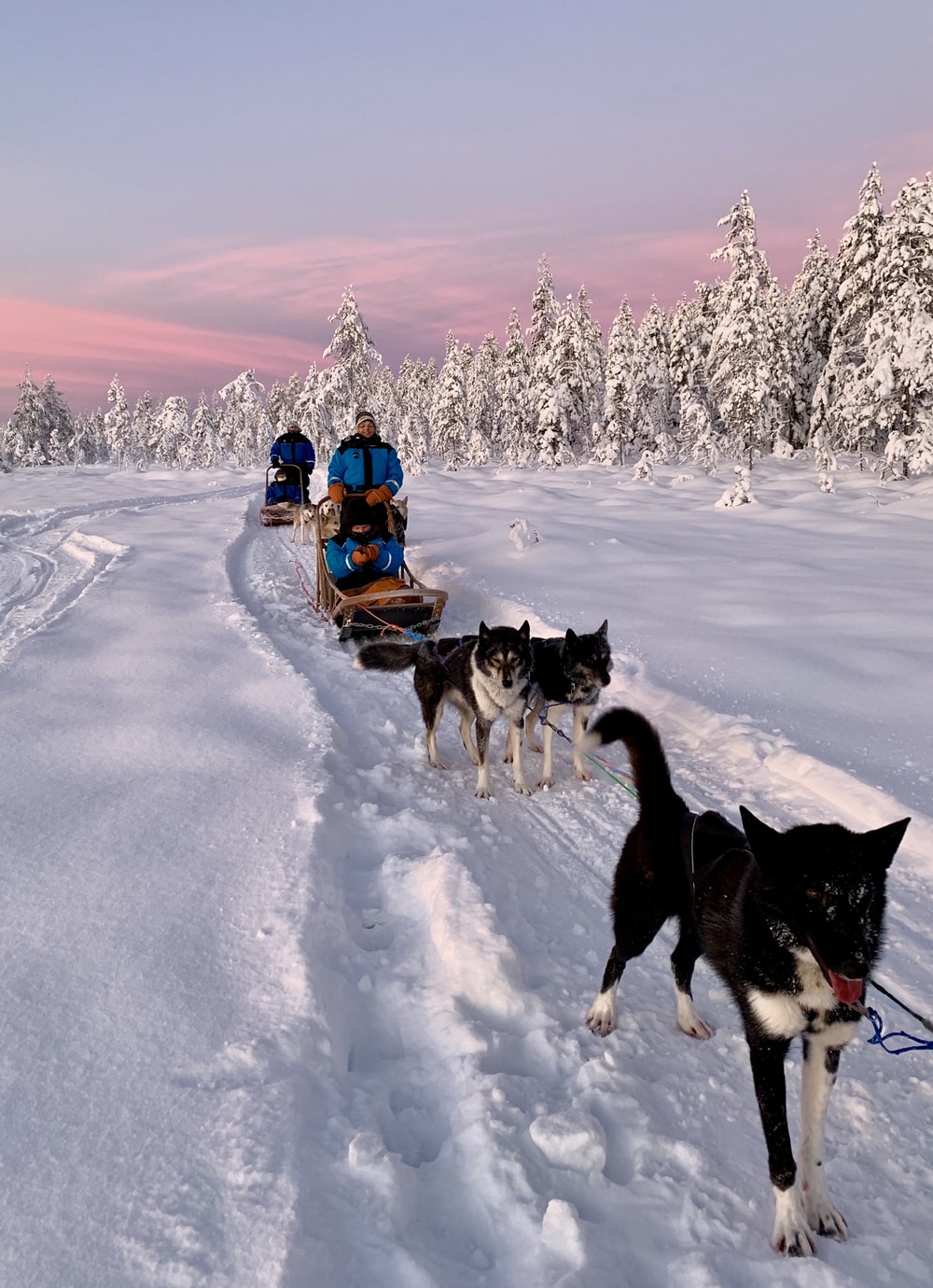 Dog Sled Picture. Download Free Image