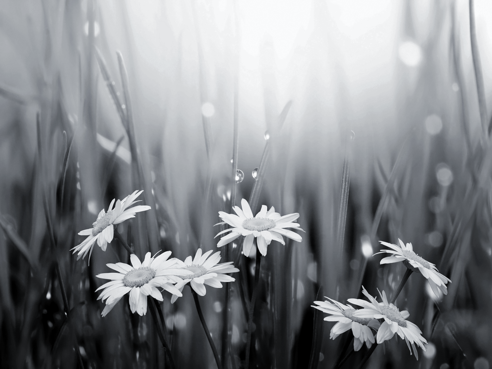 Black and white flowers wallpaper HD