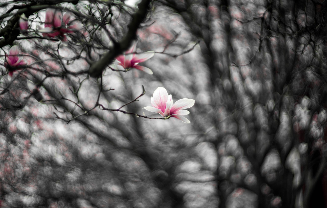 Wallpaper flowers, branches, pink, blur, spring, black and white, flowering, monochrome, bokeh, Magnolia image for desktop, section цветы