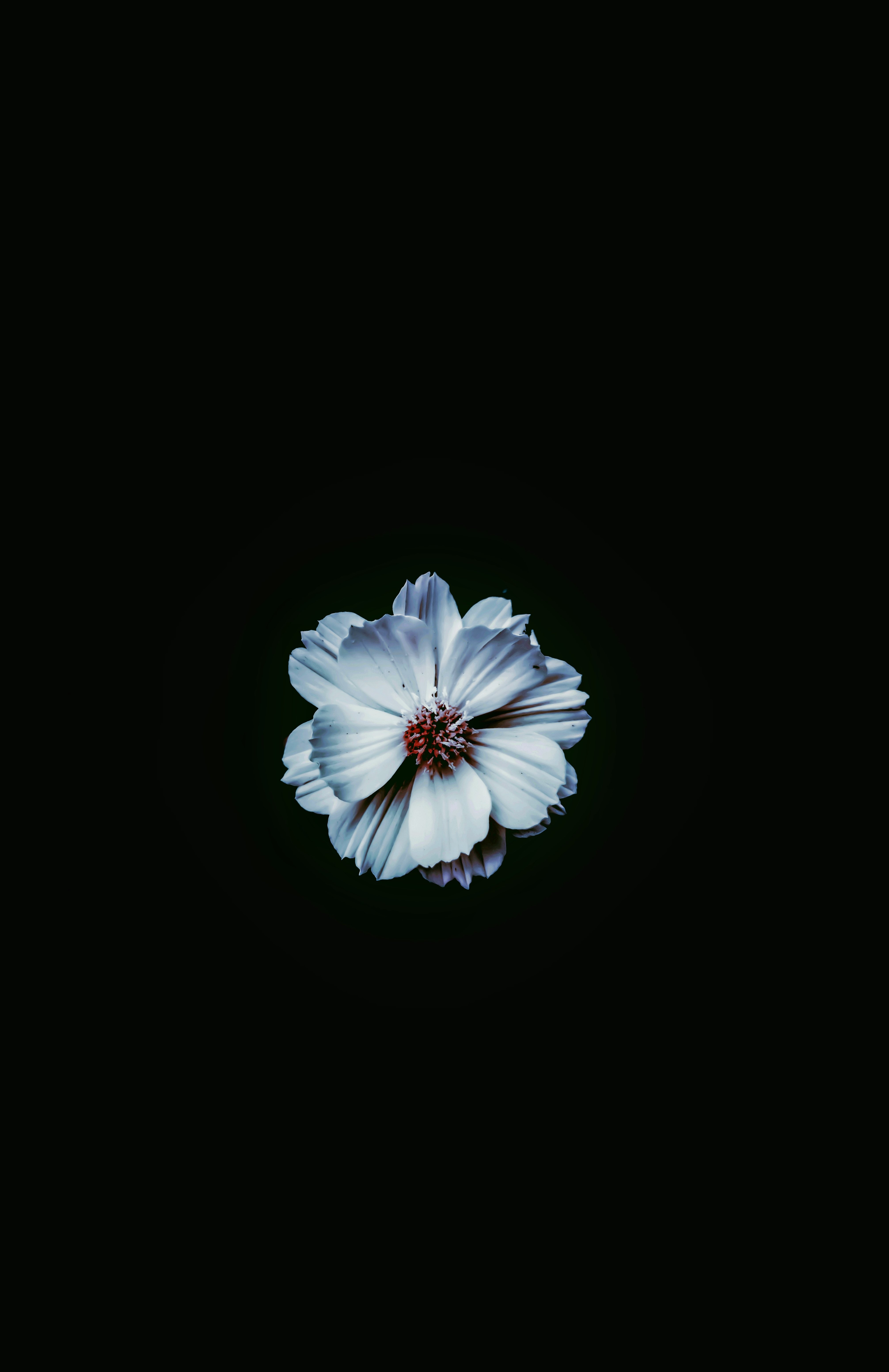 White Flower With Black Background · Free