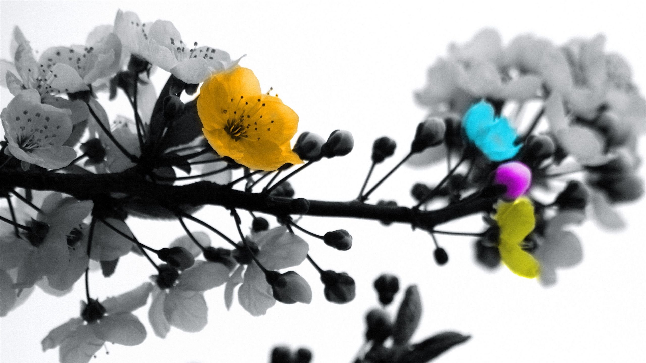 Download wallpaper 2560x1440 blossom, branch, black white, colored widescreen 16:9 HD background