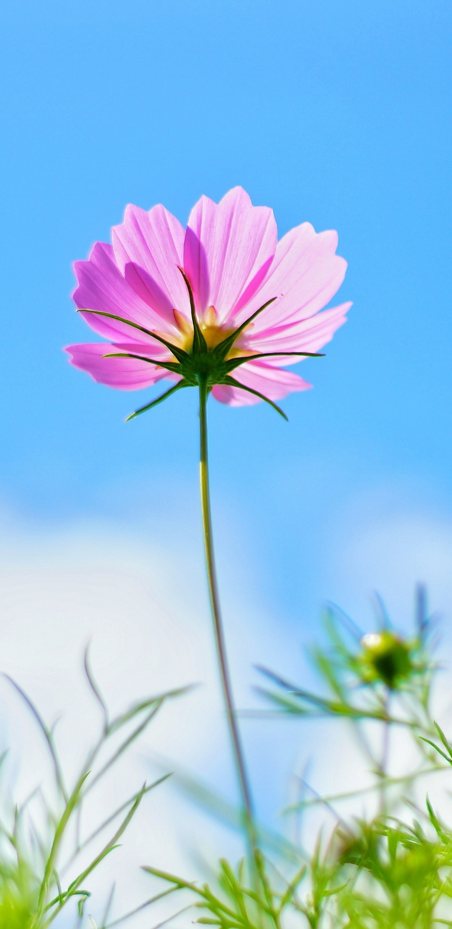 Download wallpaper 1440x2960 cosmos, pink flower, spring, samsung galaxy s samsung galaxy s8 plus, 1440x2960 HD background, 1968