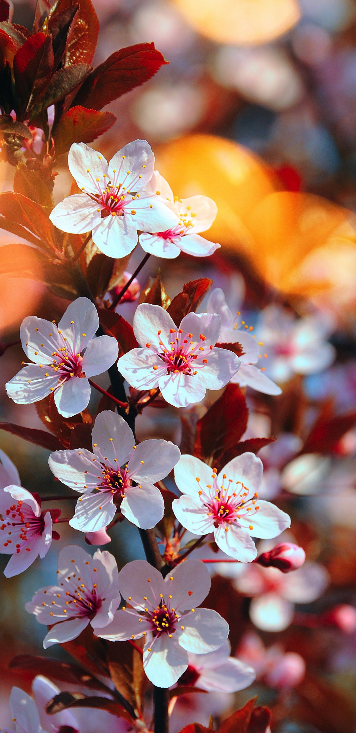 Spring Galaxy Wallpaper, HD Spring Galaxy Background on WallpaperBat