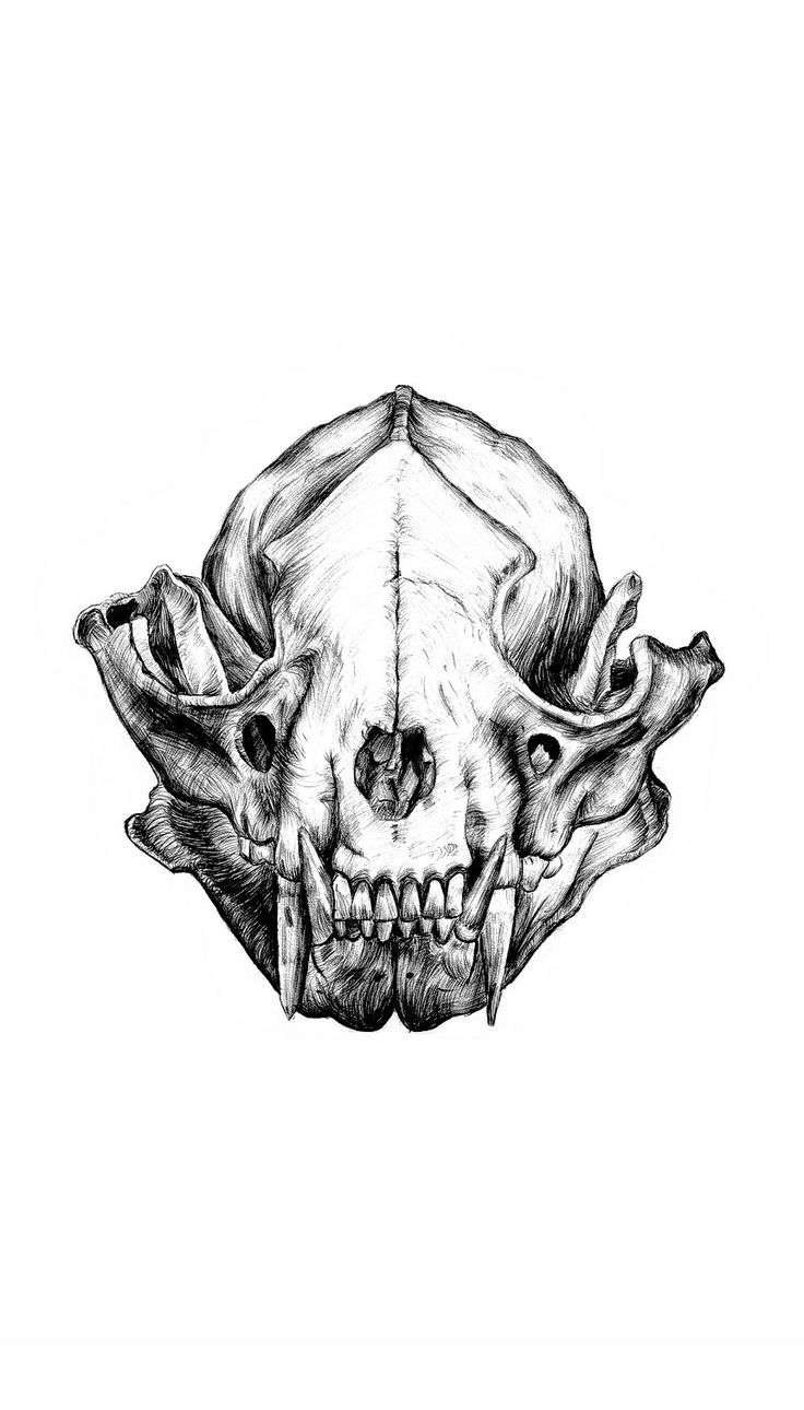 shutxthefrickup. Skull wallpaper, Animal skulls, Art sketches