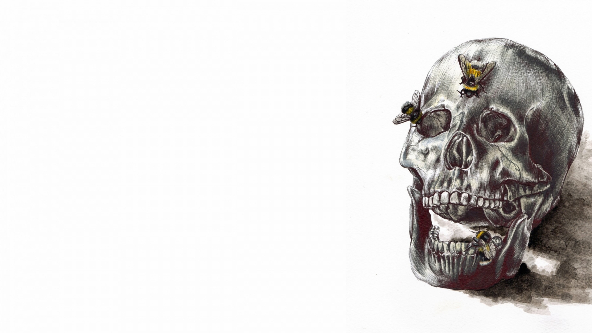 Human Skull Drawing 1920 x 1080 HDTV 1080p Wallpaper