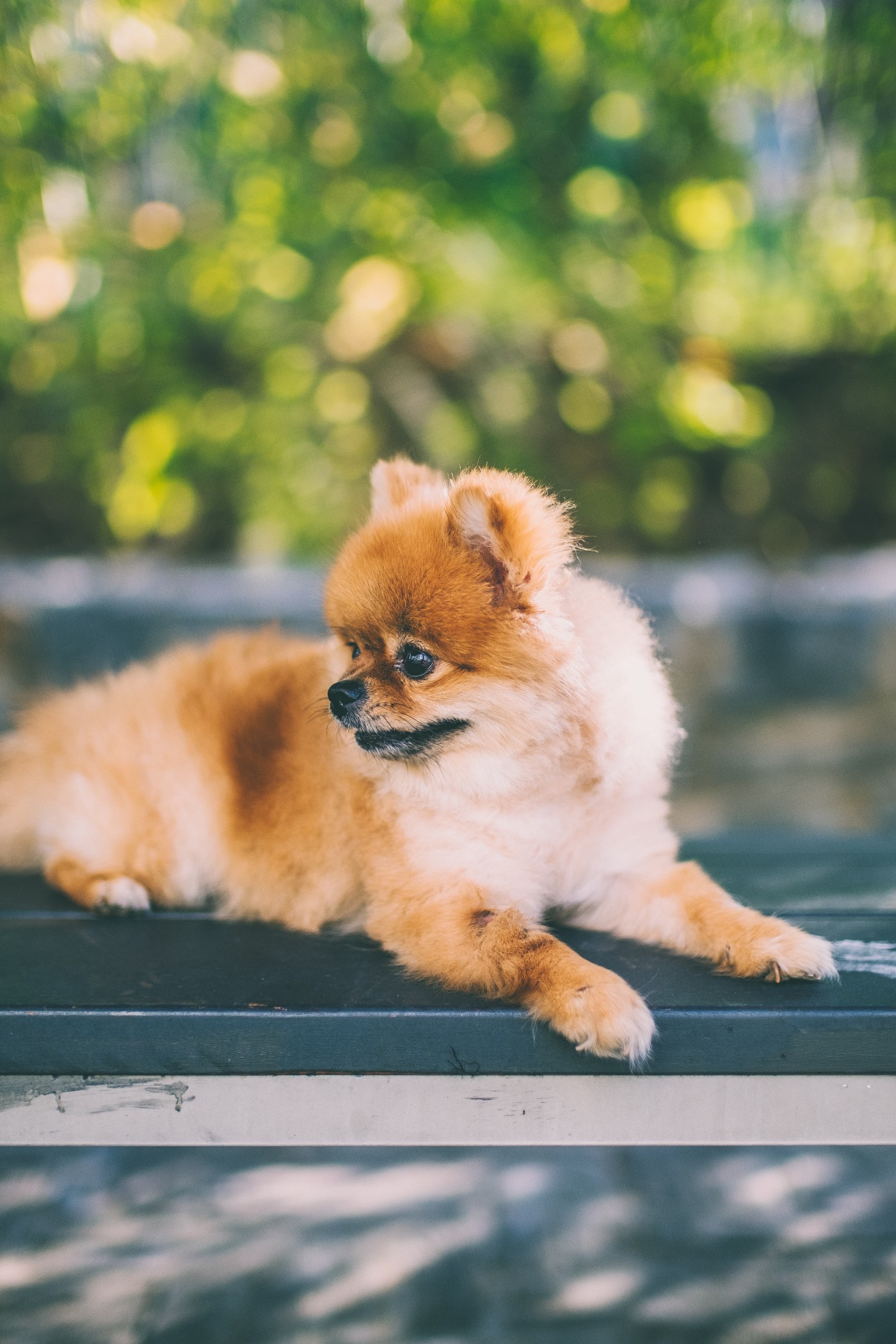 What Type Of Dog Is Kong Da Savage Kong Da Savage Wallpapers - Wallpaper Cave