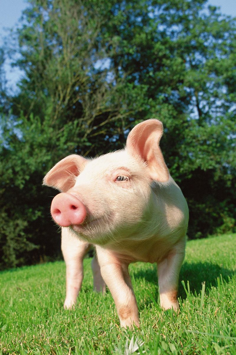 Download Wallpaper 800x1200 Pig, Grass, Lawn Iphone 4s 4 For Parallax HD Background