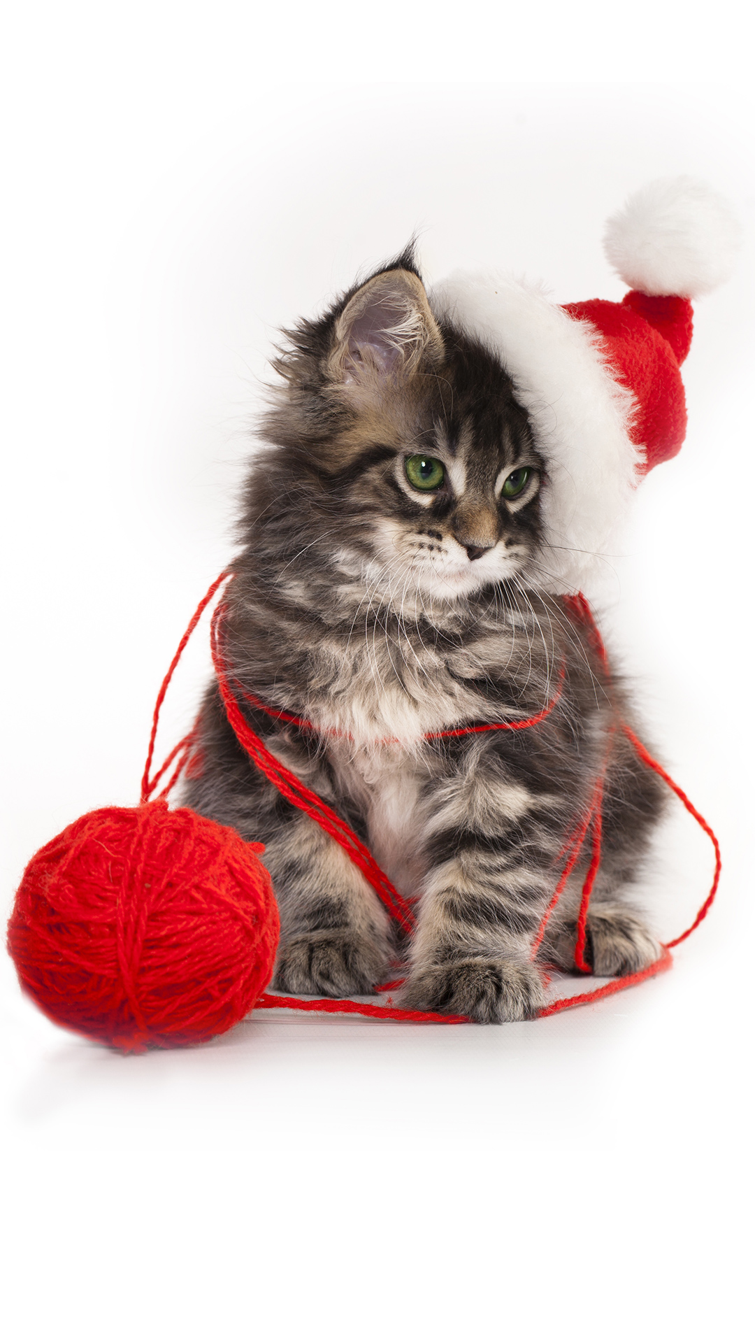 Christmas Kitten iPhone 6S Plus Wallpaper​-Quality Free Image and Transparent PNG Clipart