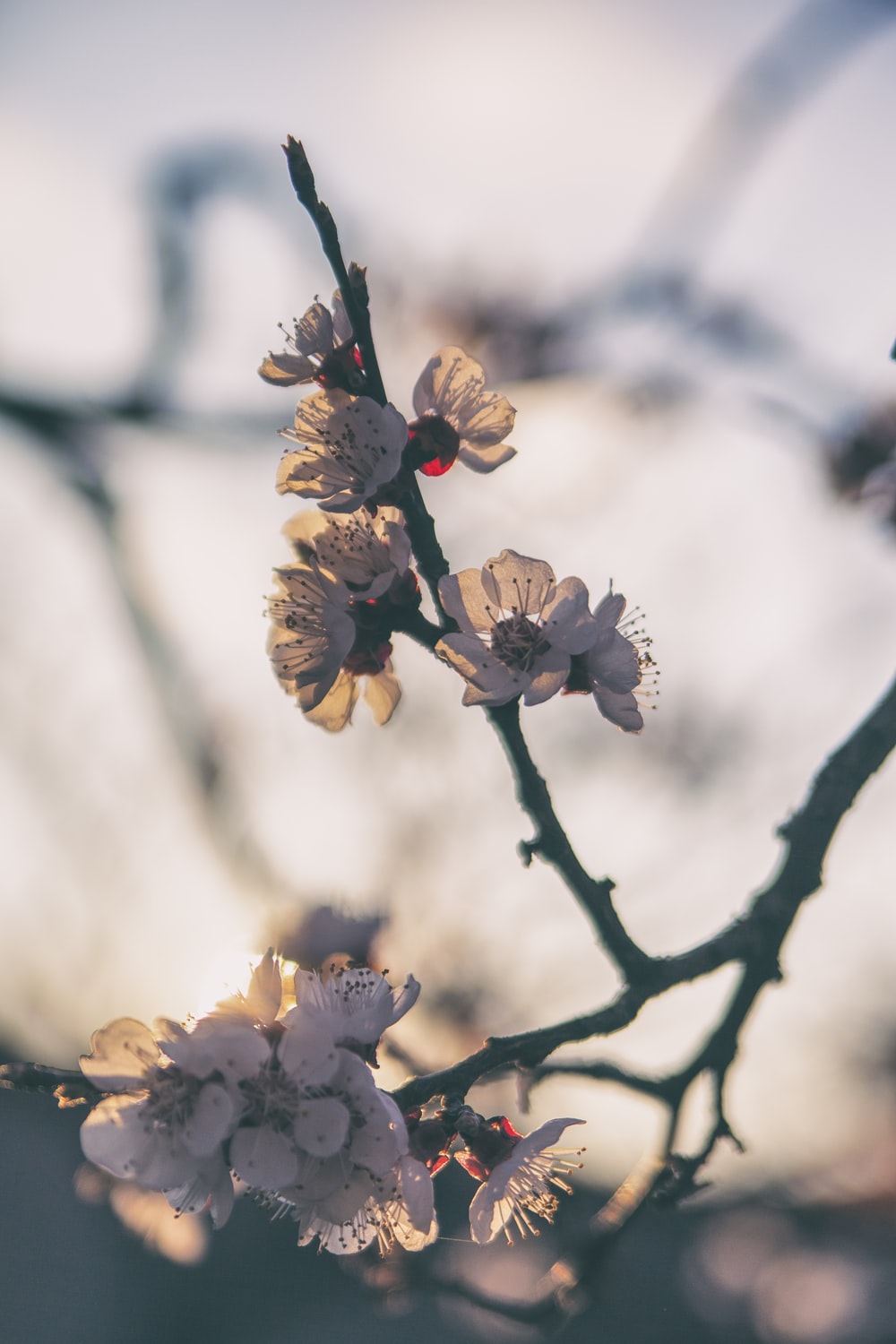 pink and brown flower in tilt shift lens photo