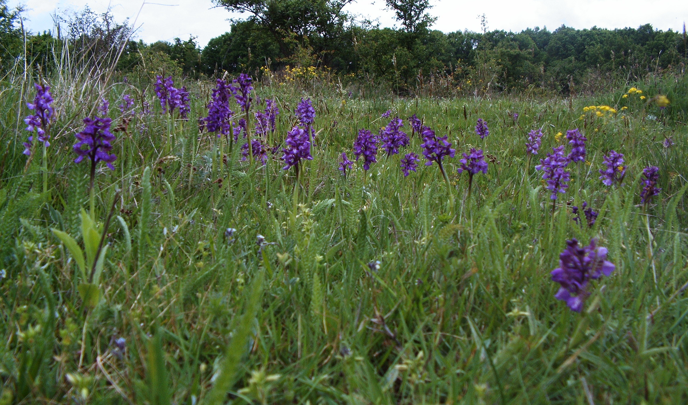 Hello Spring Wallpaper