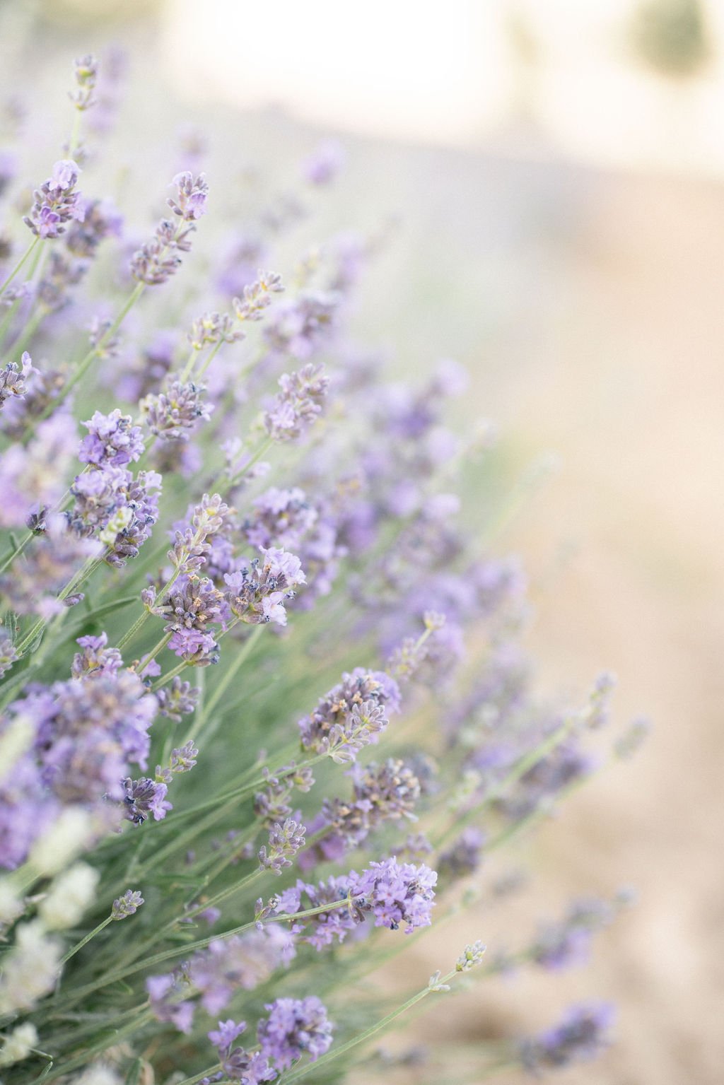 Light and Sweet Lavender Field Engagement Mountain Bride
