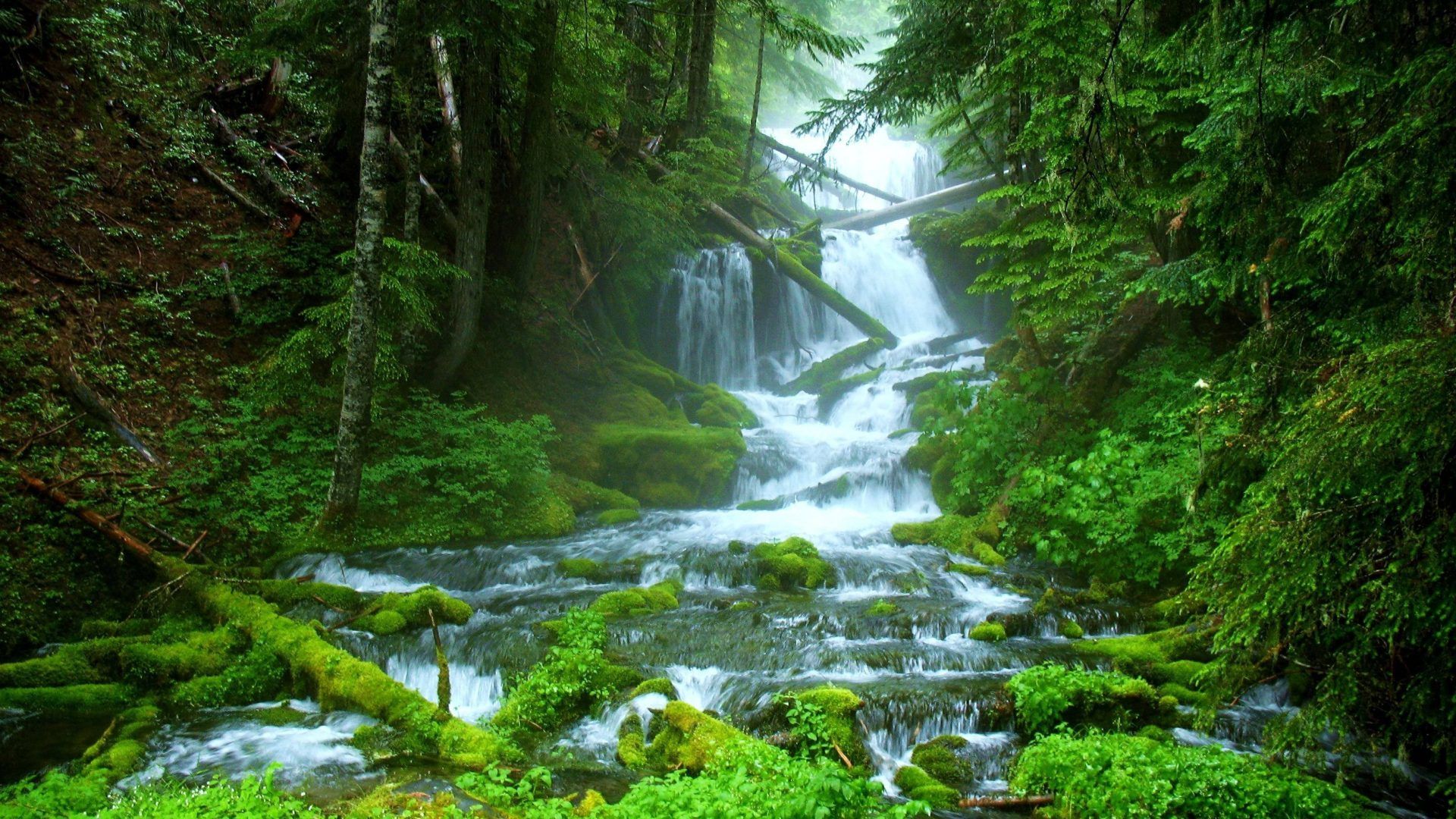Forest Streams and Waterfalls Wallpaper