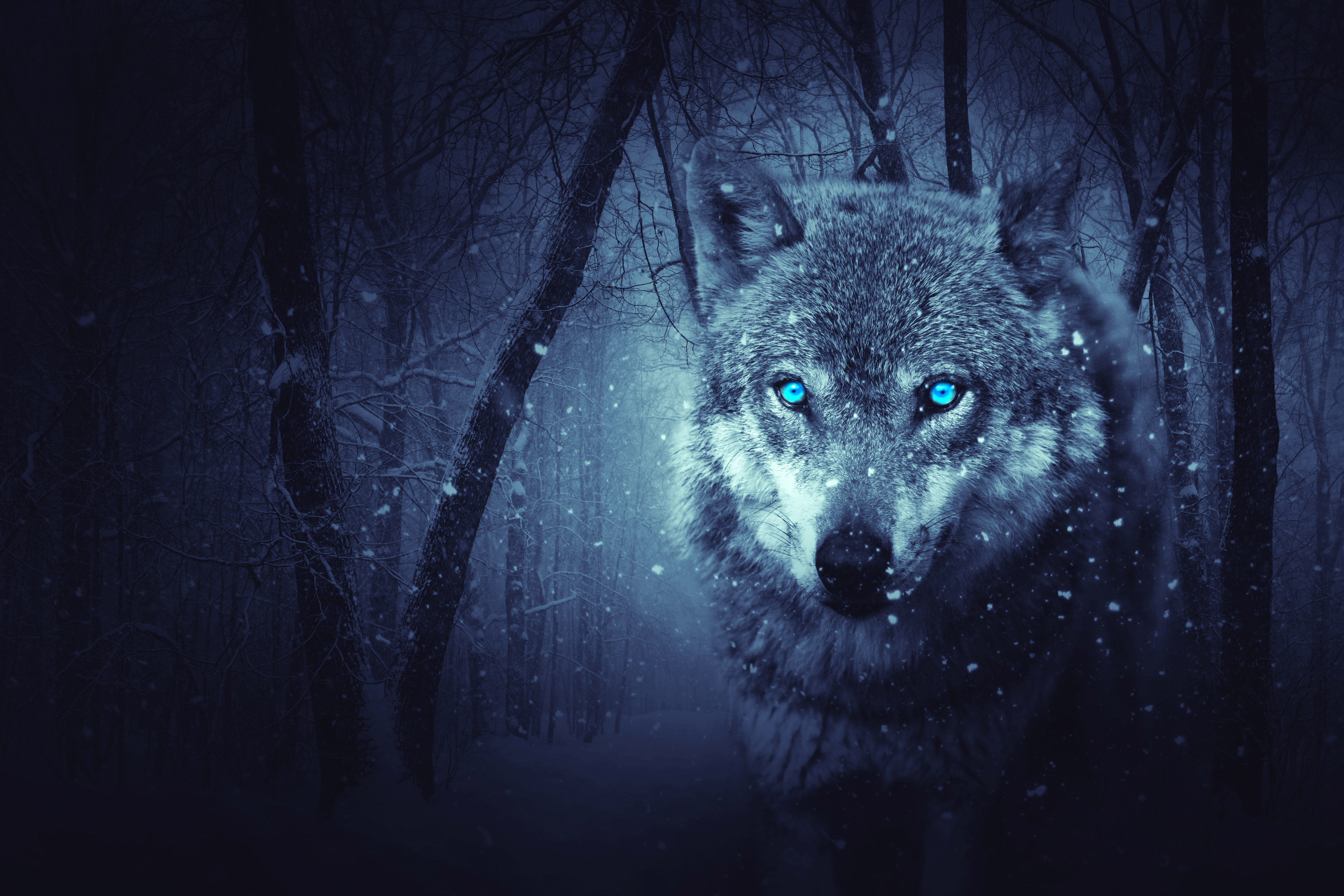 Fantasy Wolf 5k, HD Artist, 4k Wallpaper, Image, Background, Photo and Picture