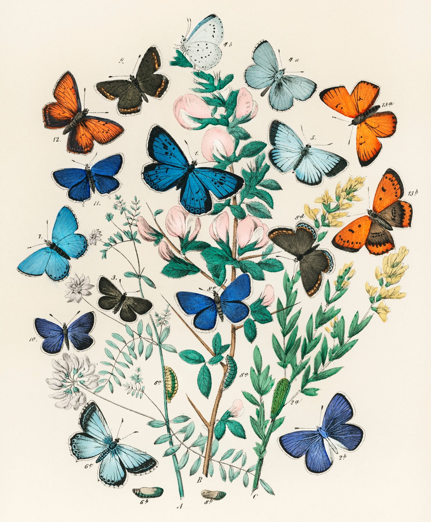 Buy Vintage butterflies wallpaper