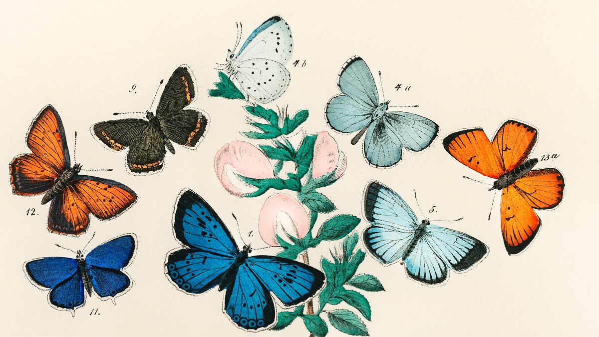 Vintage Butterfly Wallpapers - Wallpaper Cave