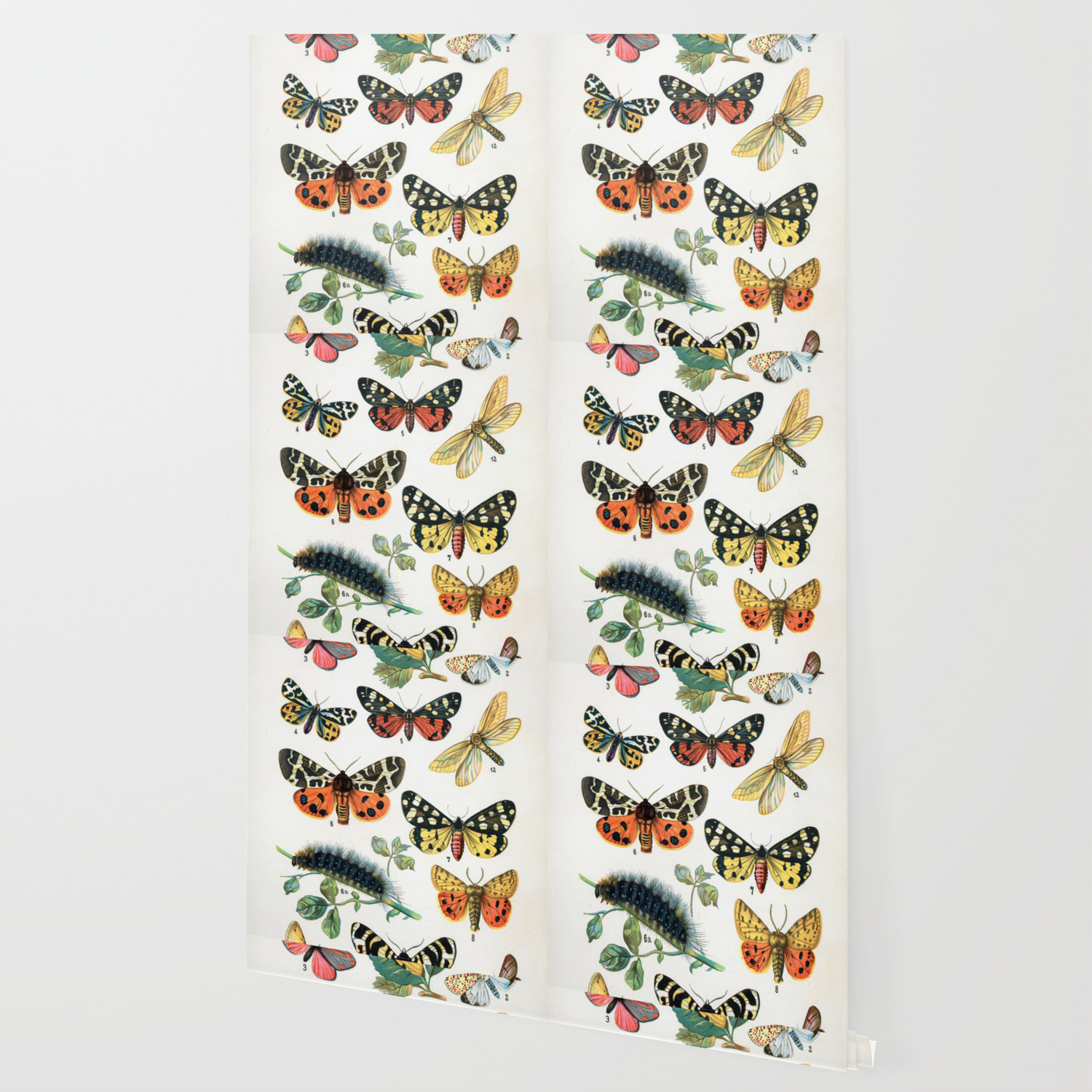 Butterfly Chart Vintage Wallpaper by Vintage Restored Art