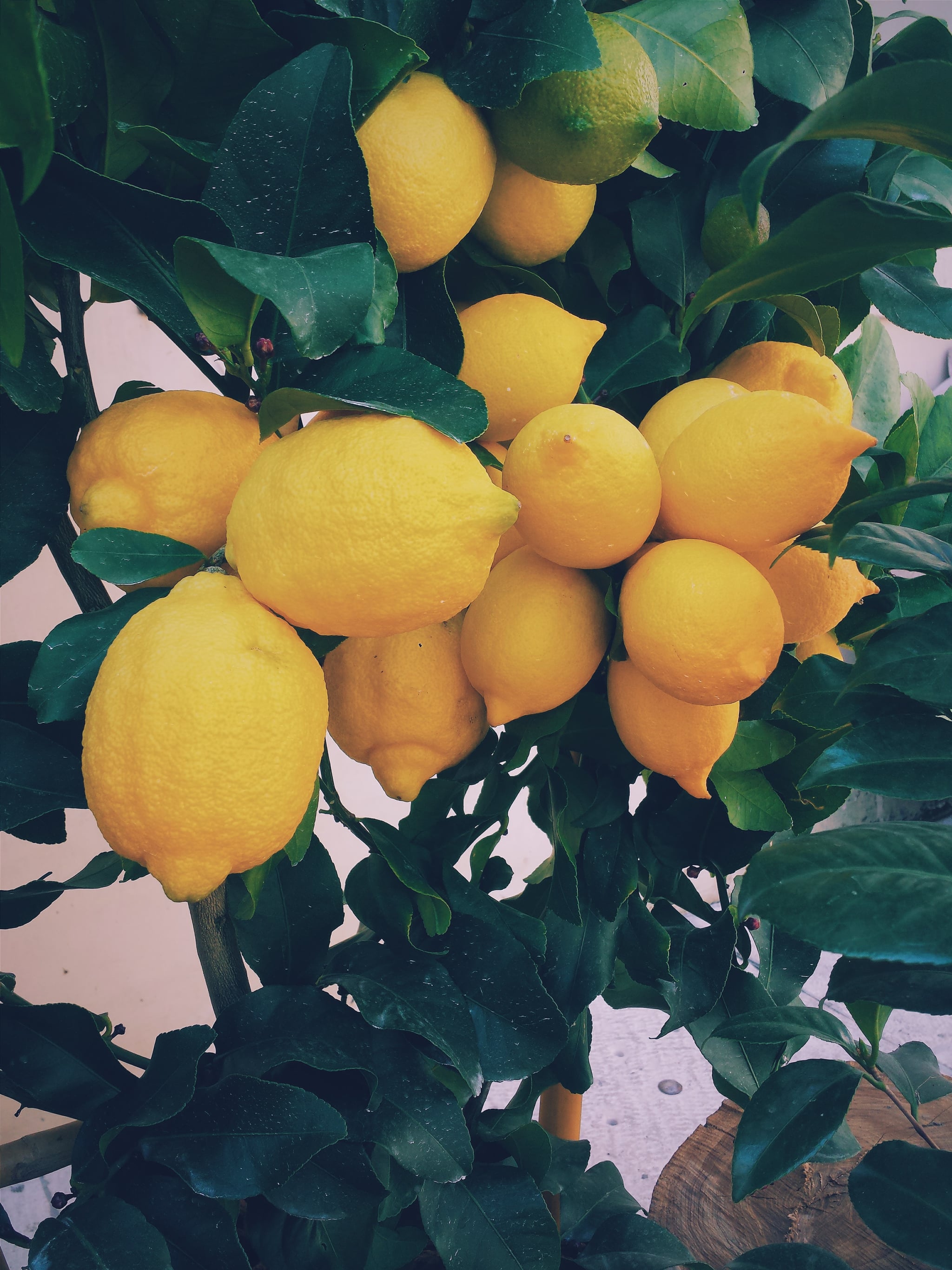 Lemons iPhone Wallpaper Bright and Beautiful iPhone Wallpaper That Scream I'm Ready For Summer
