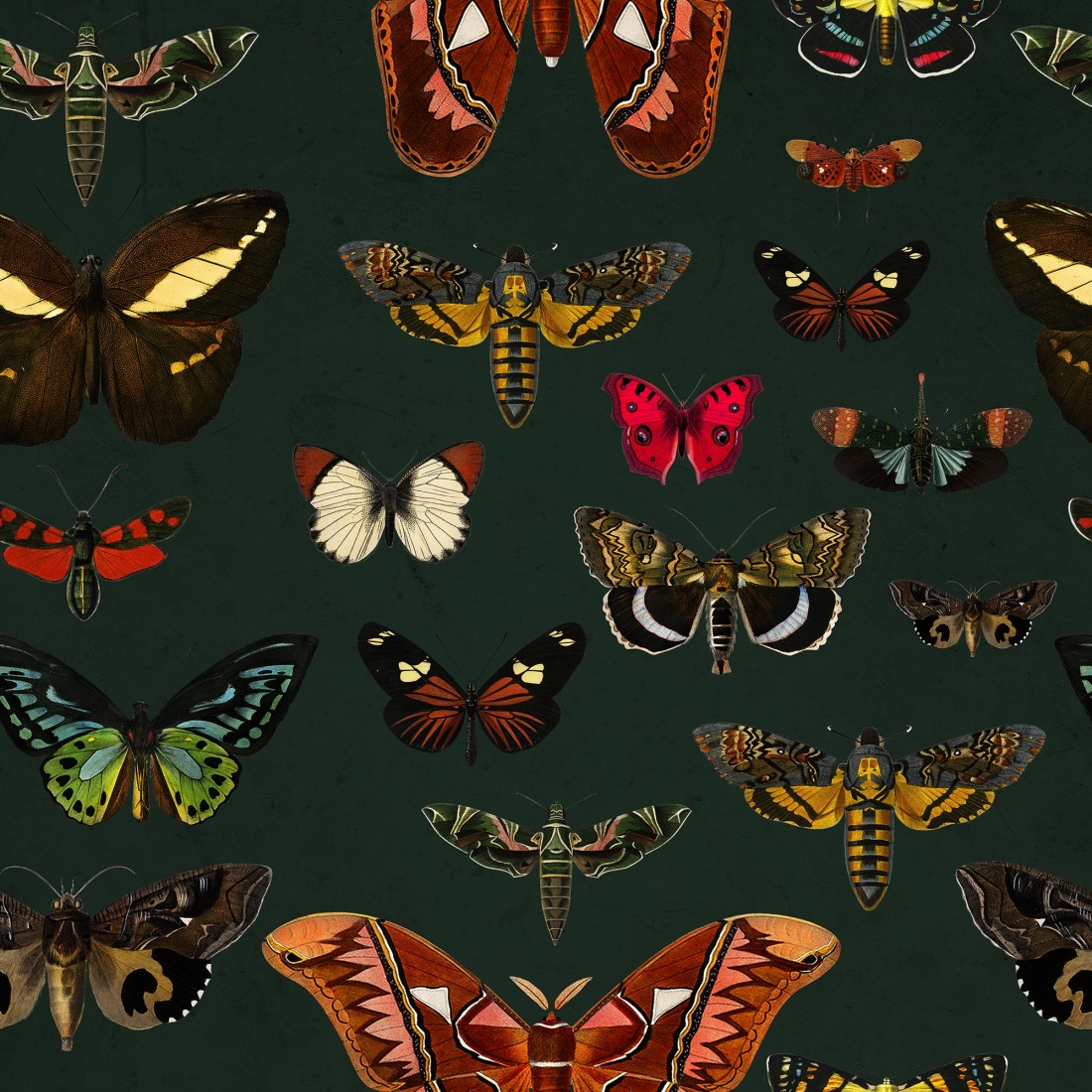 Colorful Butterfly Patterns on Green Background Wallpaper Mural • Wallmur®