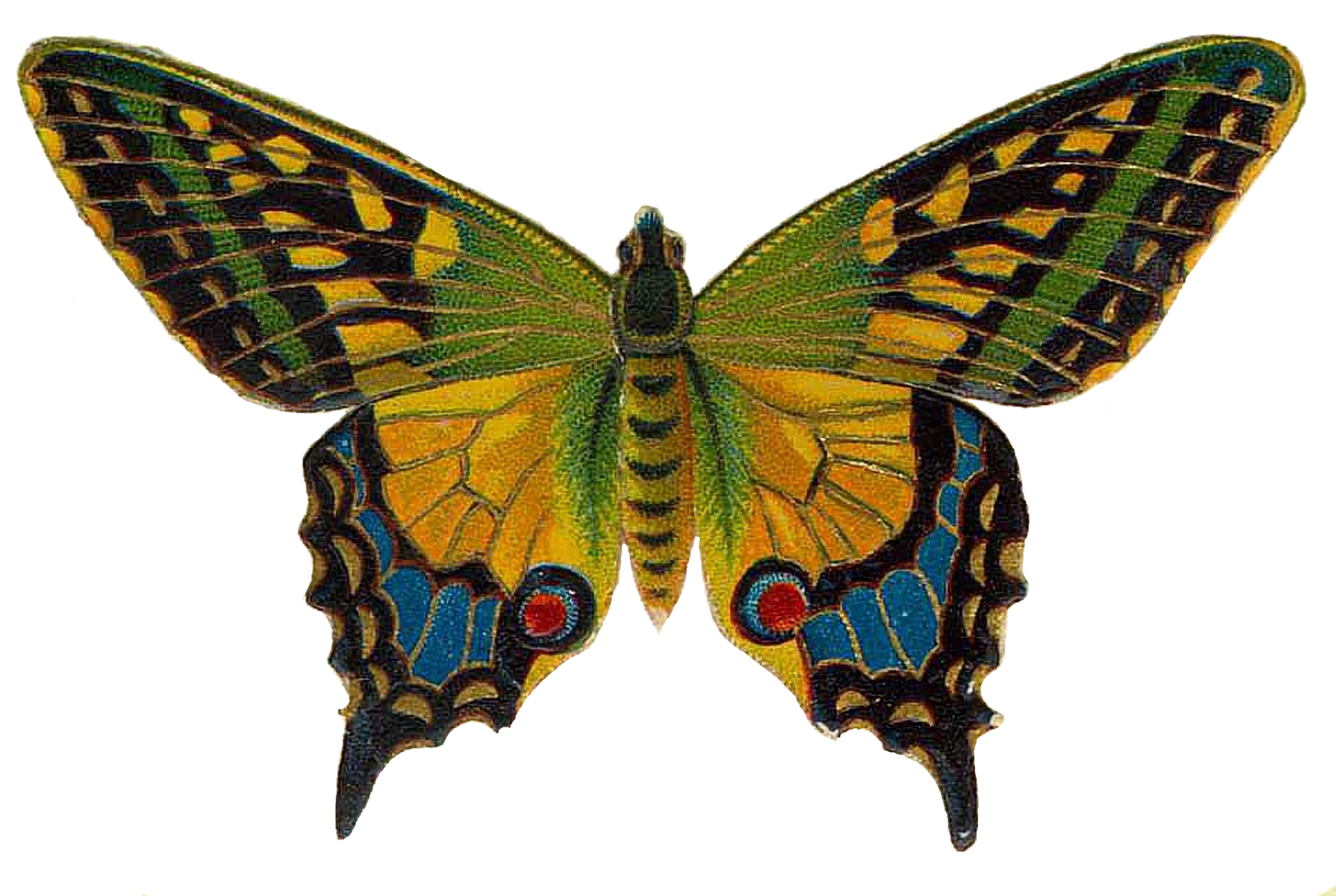 Butterfly Illustration Vintage Png