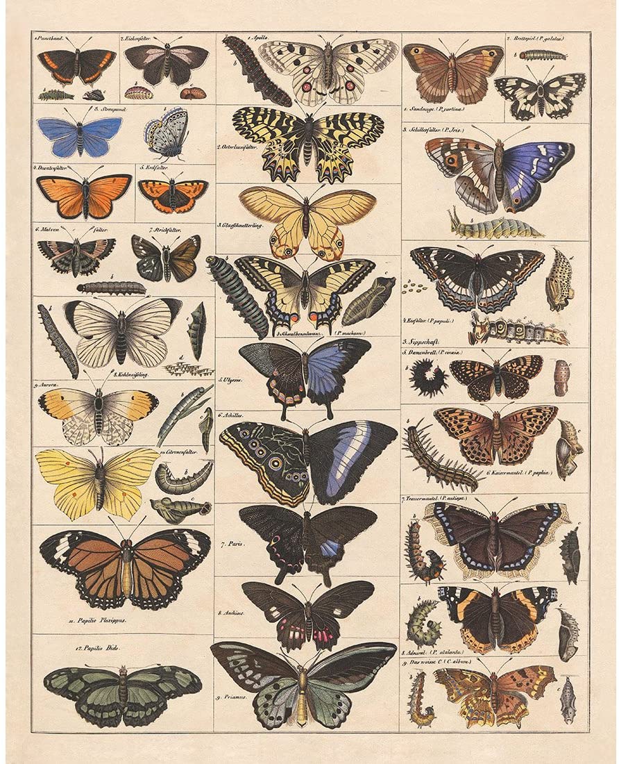 Meishe Art Poster Print Vintage Butterflies Insects Butterfly Breeds Collection Species Identification Reference Chart Pop Classroom Club Home Wall Decor: Posters & Prints