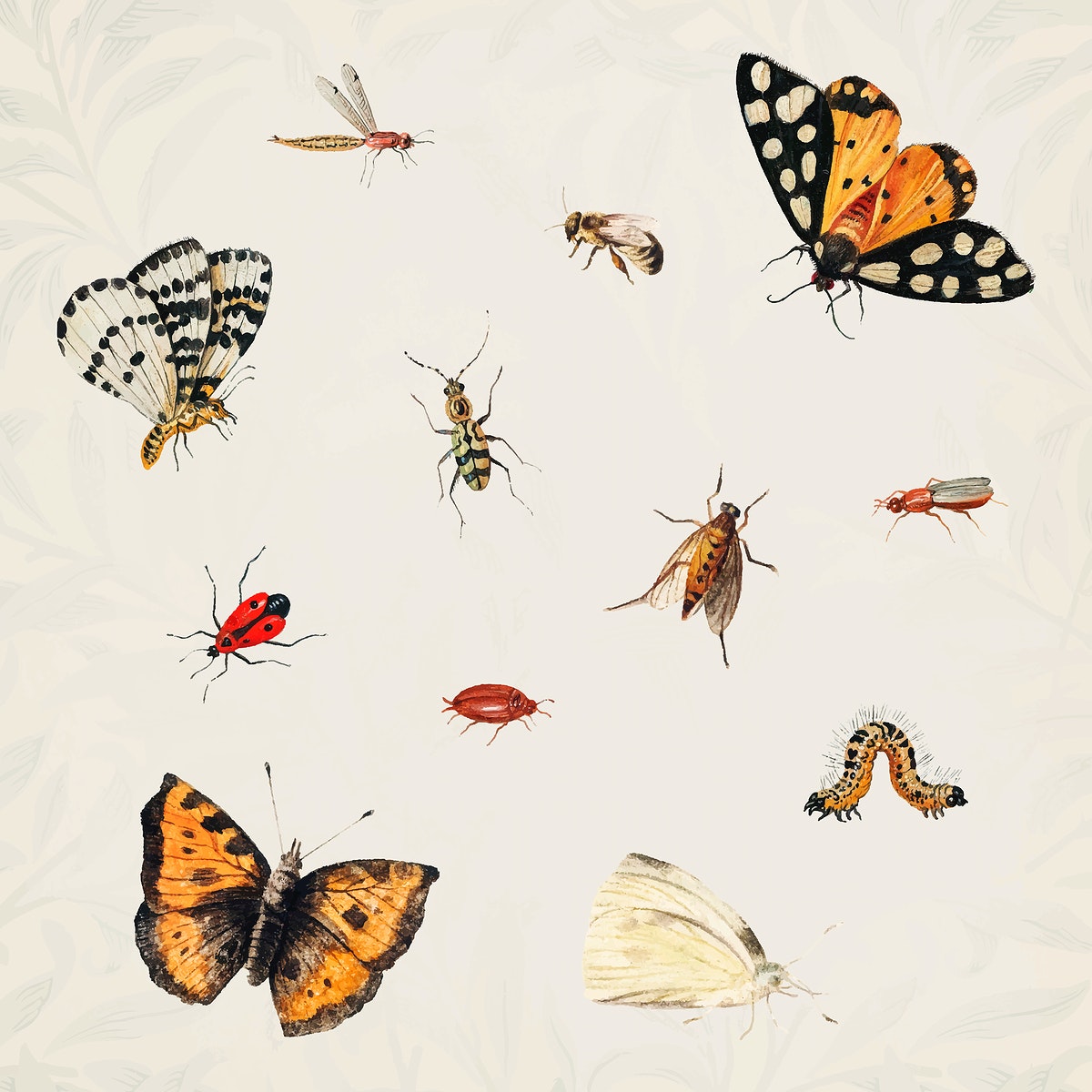 Vintage Butterfly and insect set