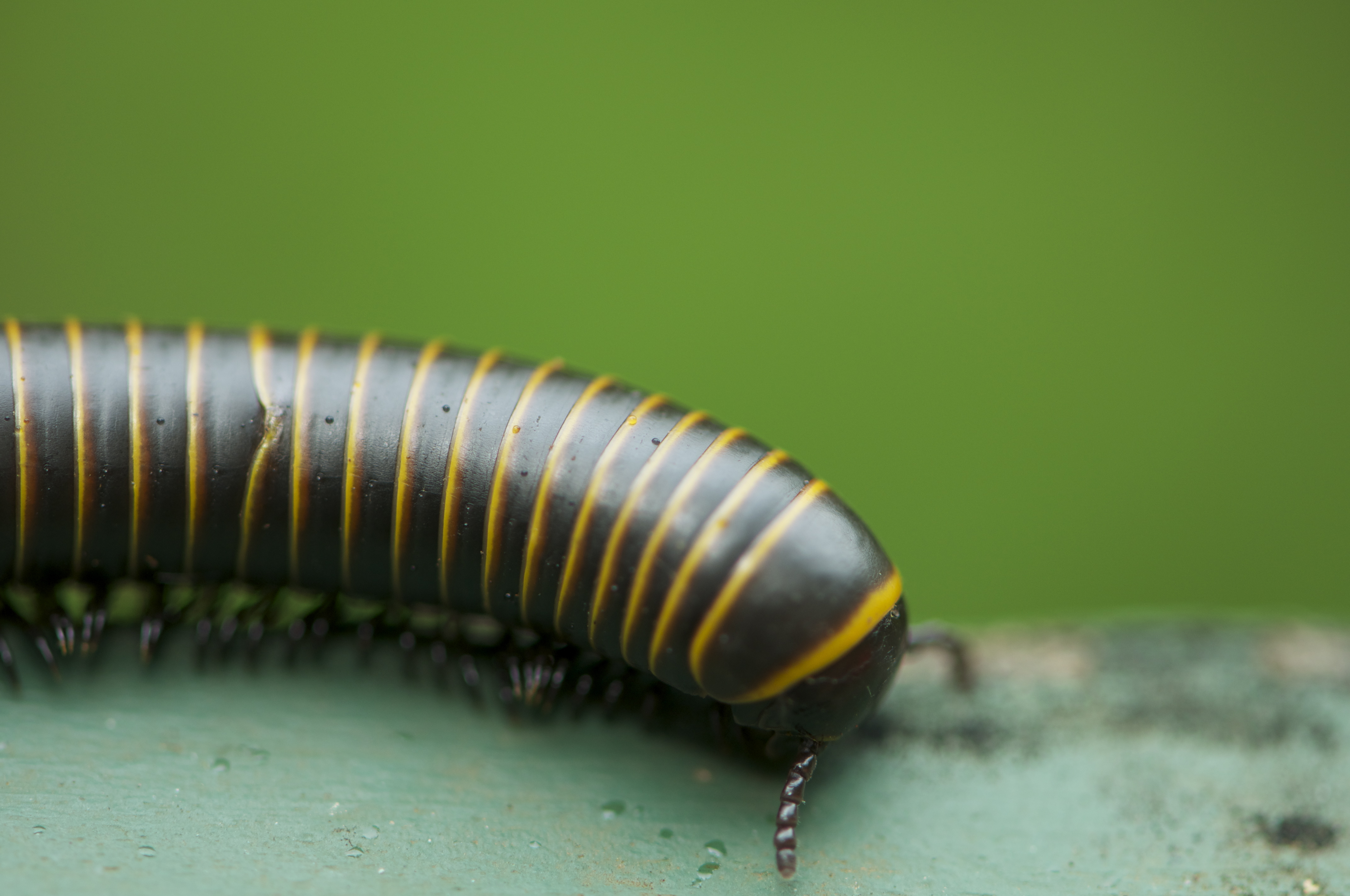 Millipede Wallpapers - Wallpaper Cave