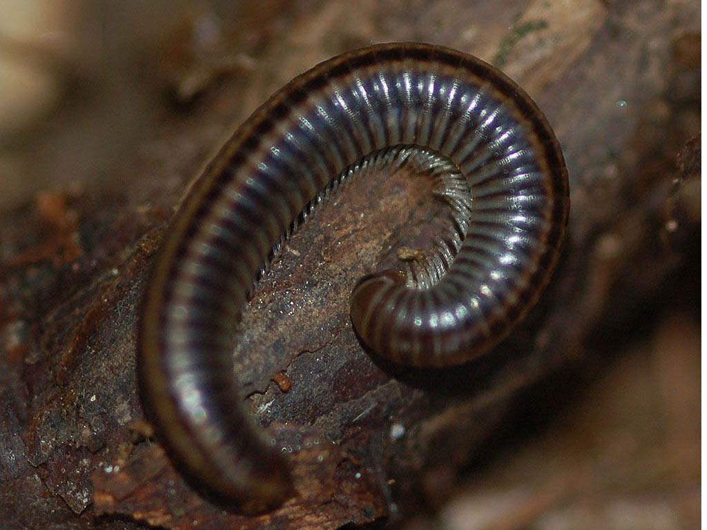 Free Millipede Wallpaper