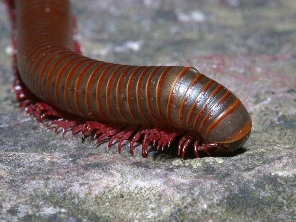 Millipede Wallpaper