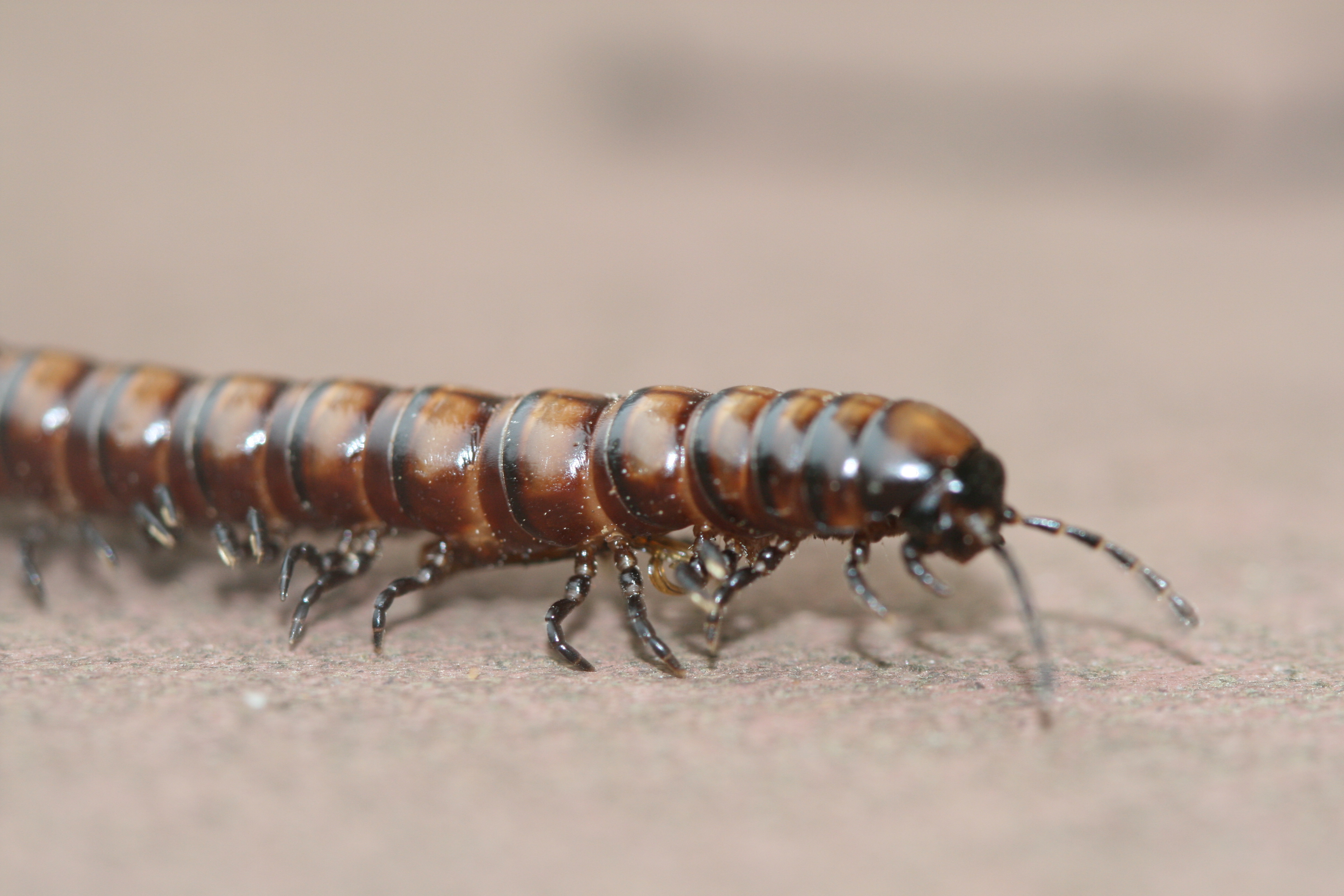 Millipede HD Wallpaper and Background Image
