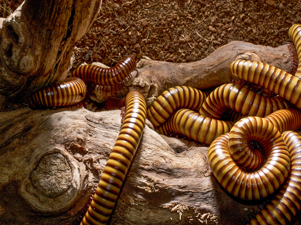 Get Rid of Millipedes Control Information