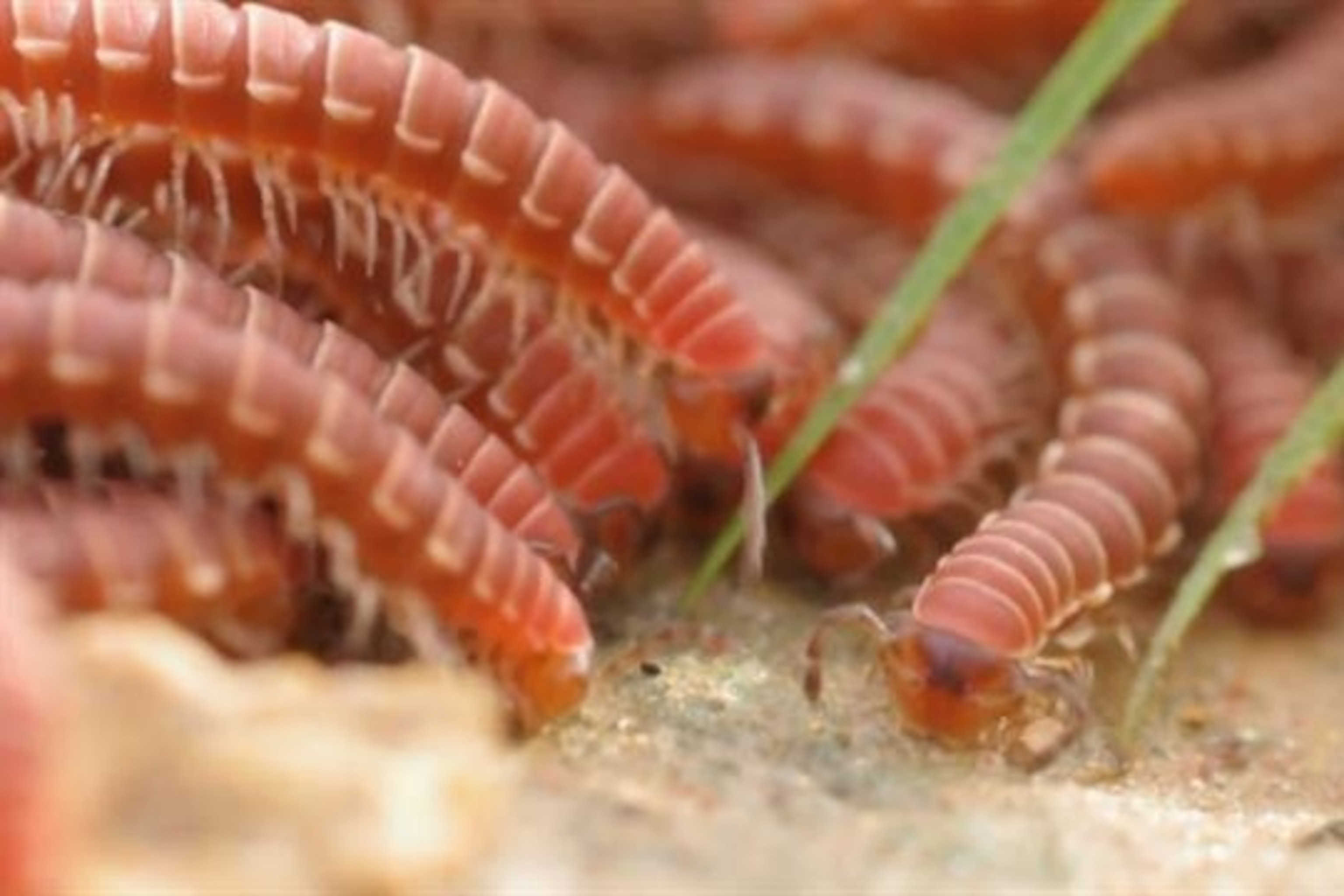 Watch Swarms of Millipedes Join Ranks to Survive