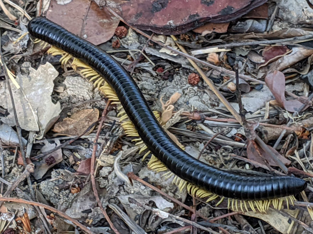 Millipedes facts that we find interesting