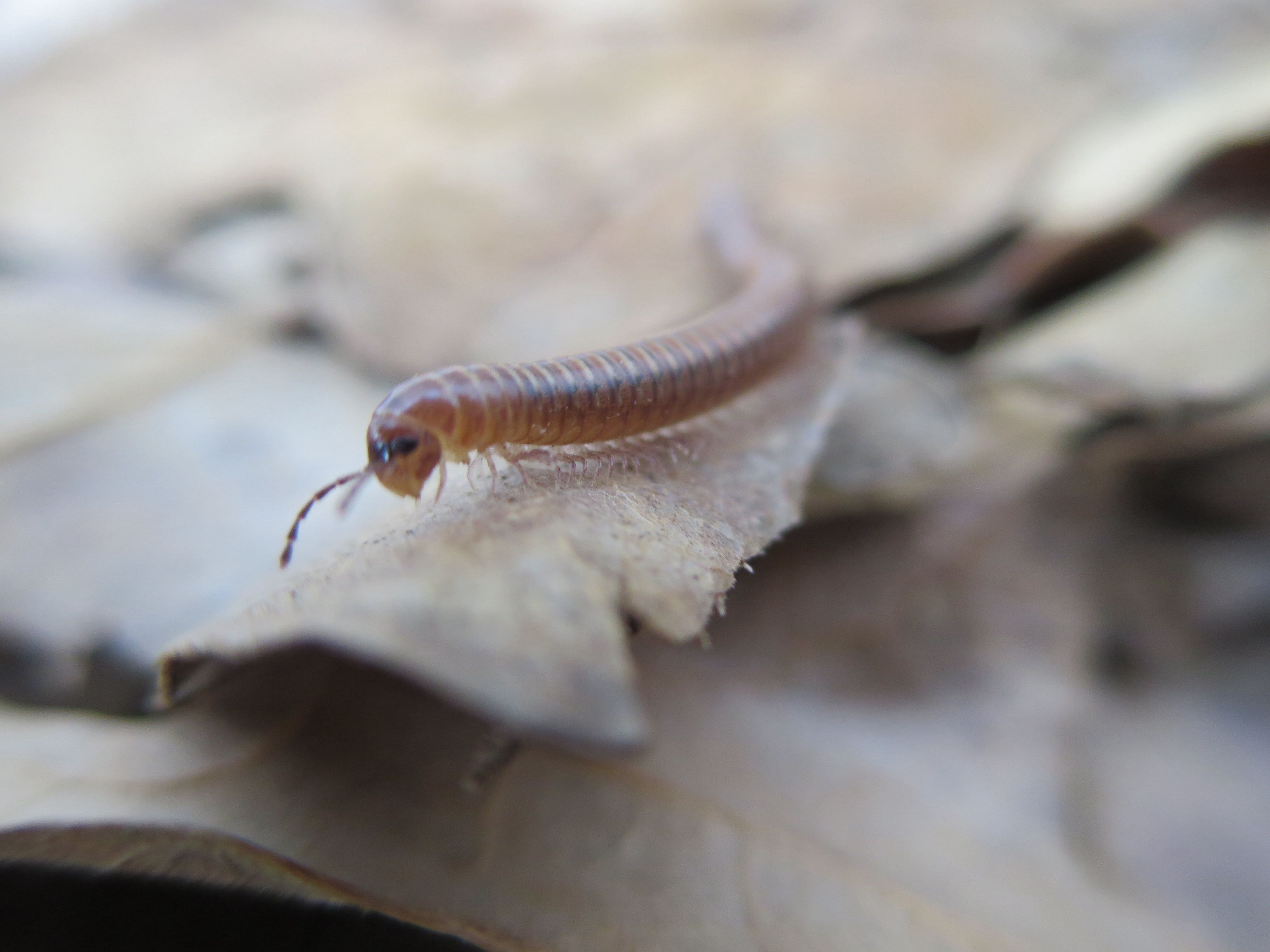 Baby Millipede. Millipede, Centipede, Picture