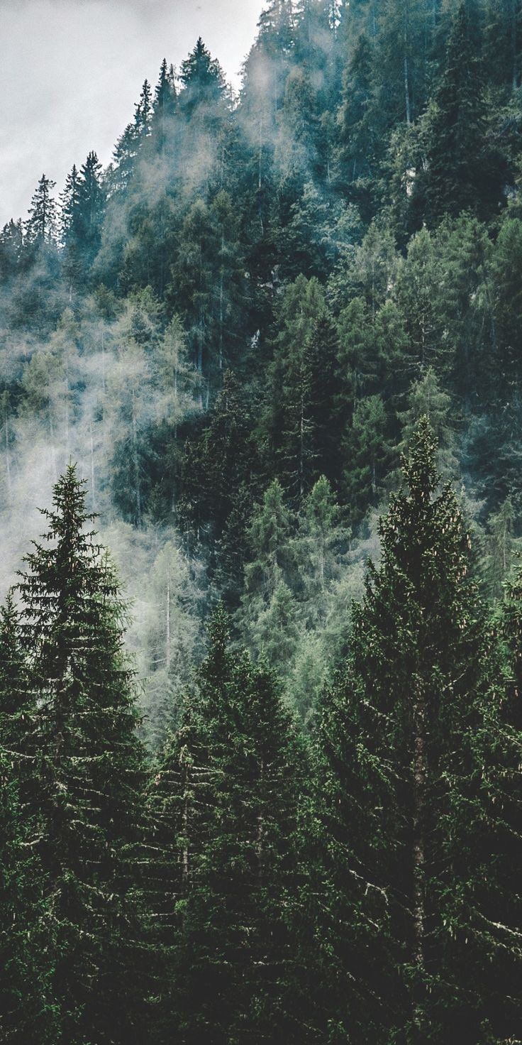 Video wallpaper Aesthetic Pine Forest Landscapes