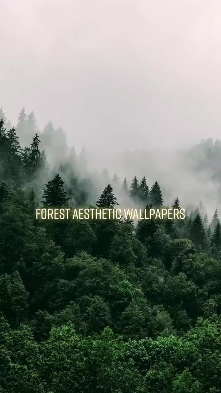 Discover forest wallpaper 's popular videos