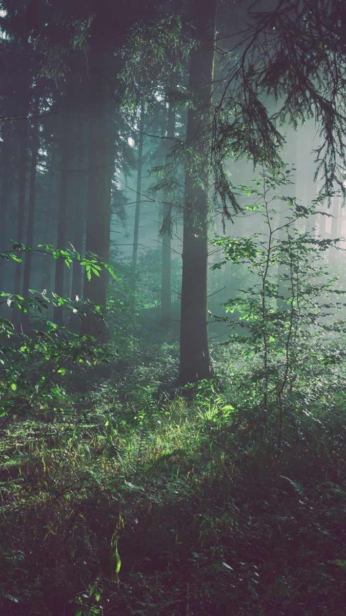 Phone background. Background phone wallpaper, Beautiful nature wallpaper hd, Forest wallpaper