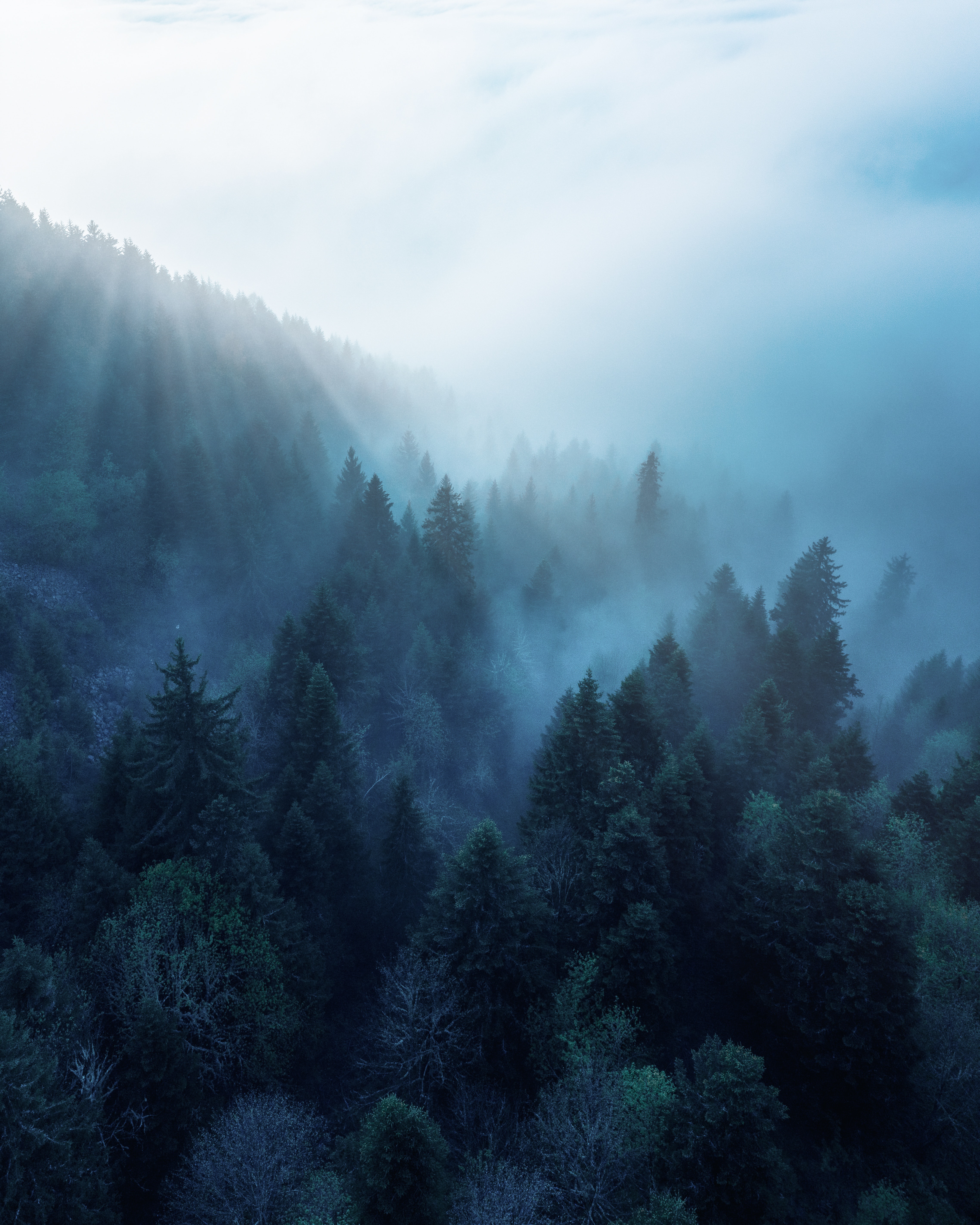 Forest Wallpaper 4K, Rhone Alpes, Sunlight, Morning Fog, Blue, Nature