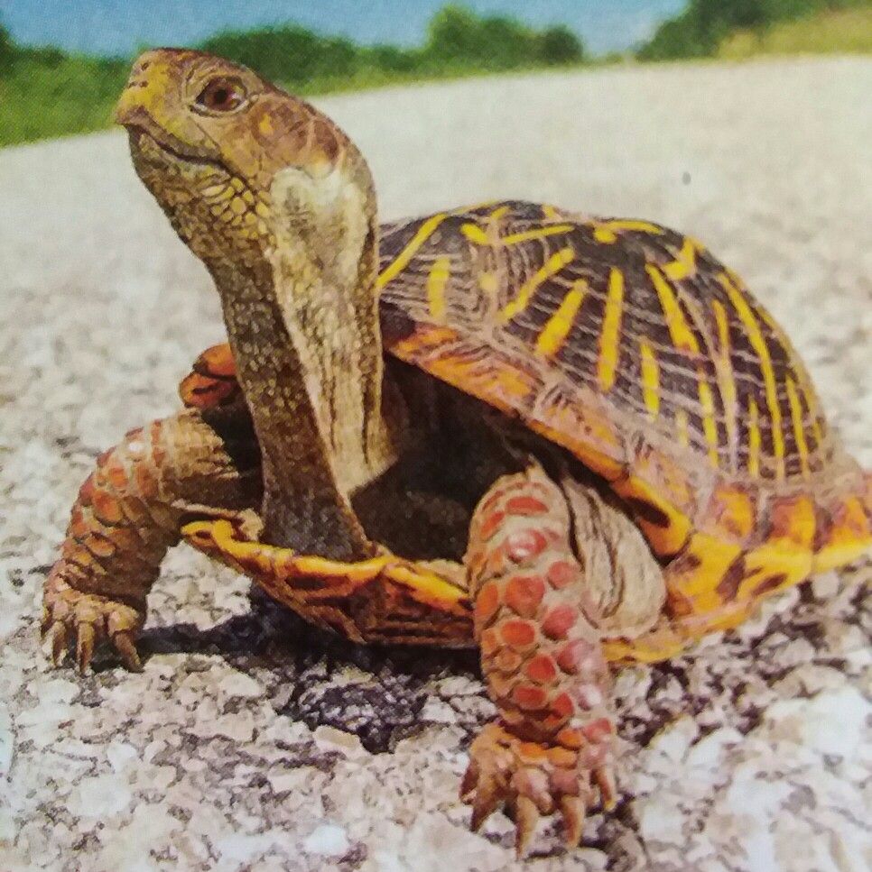 Box Turtles ideas. box turtle, turtle, tortoises