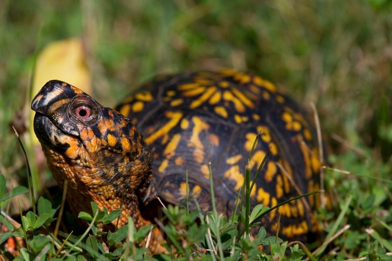 Box Turtle Wallpapers - Wallpaper Cave