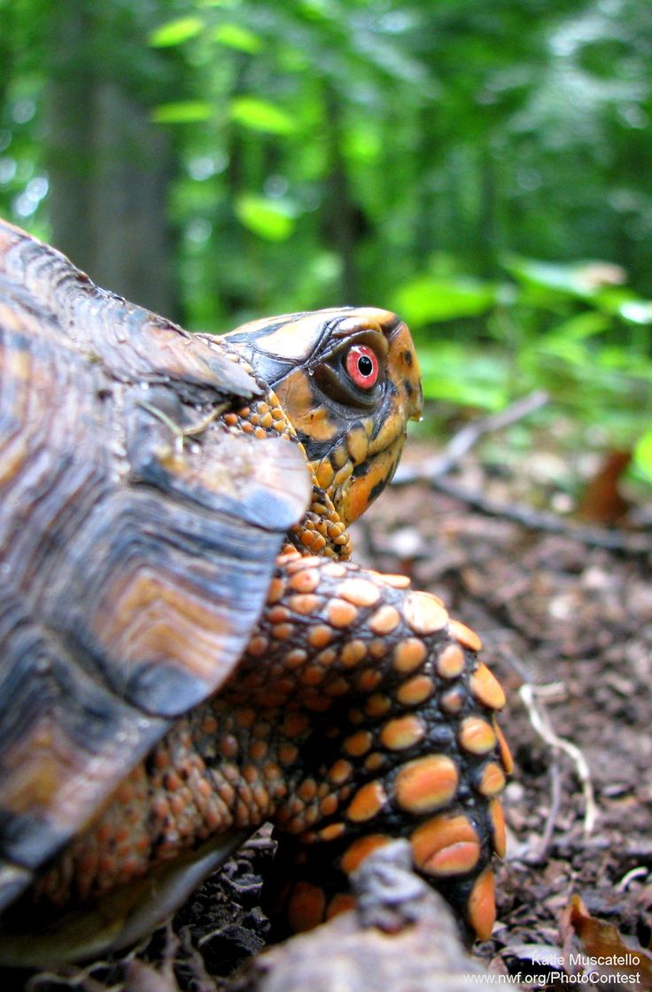 Box Turtle Wallpapers - Wallpaper Cave