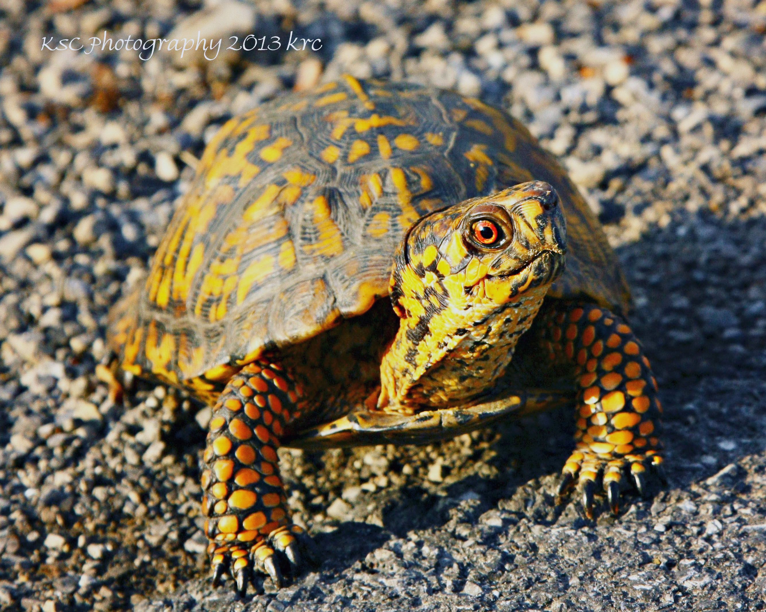 Box Turtle Wallpapers - Wallpaper Cave