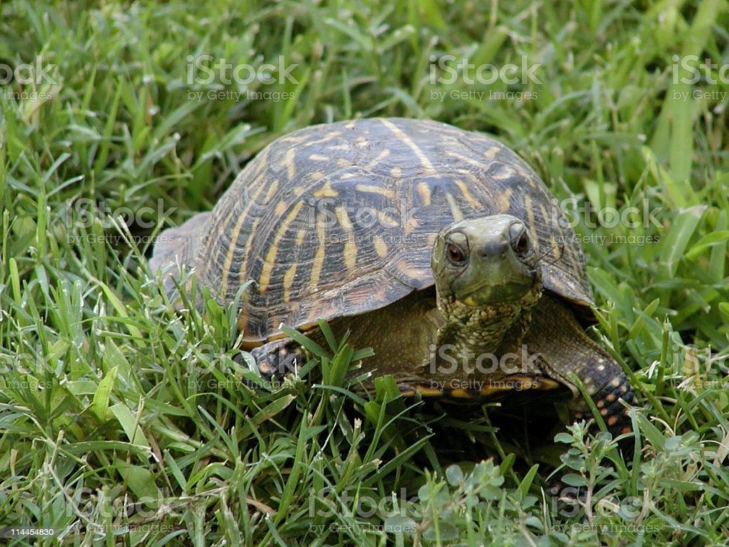 Western Ornate Desert Box Turtle Image Now