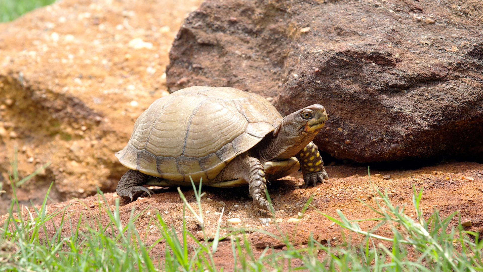 Three Toed Box Turtle Park Zoo