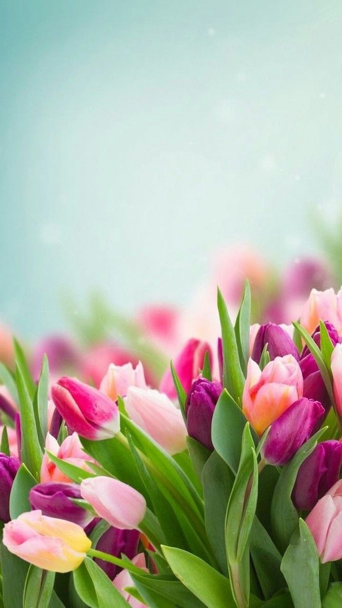 pink purple and yellow tulips, blurred background, phone wallpaper, happy spring image. Spring flowers wallpaper, Flower wallpaper, Flower picture