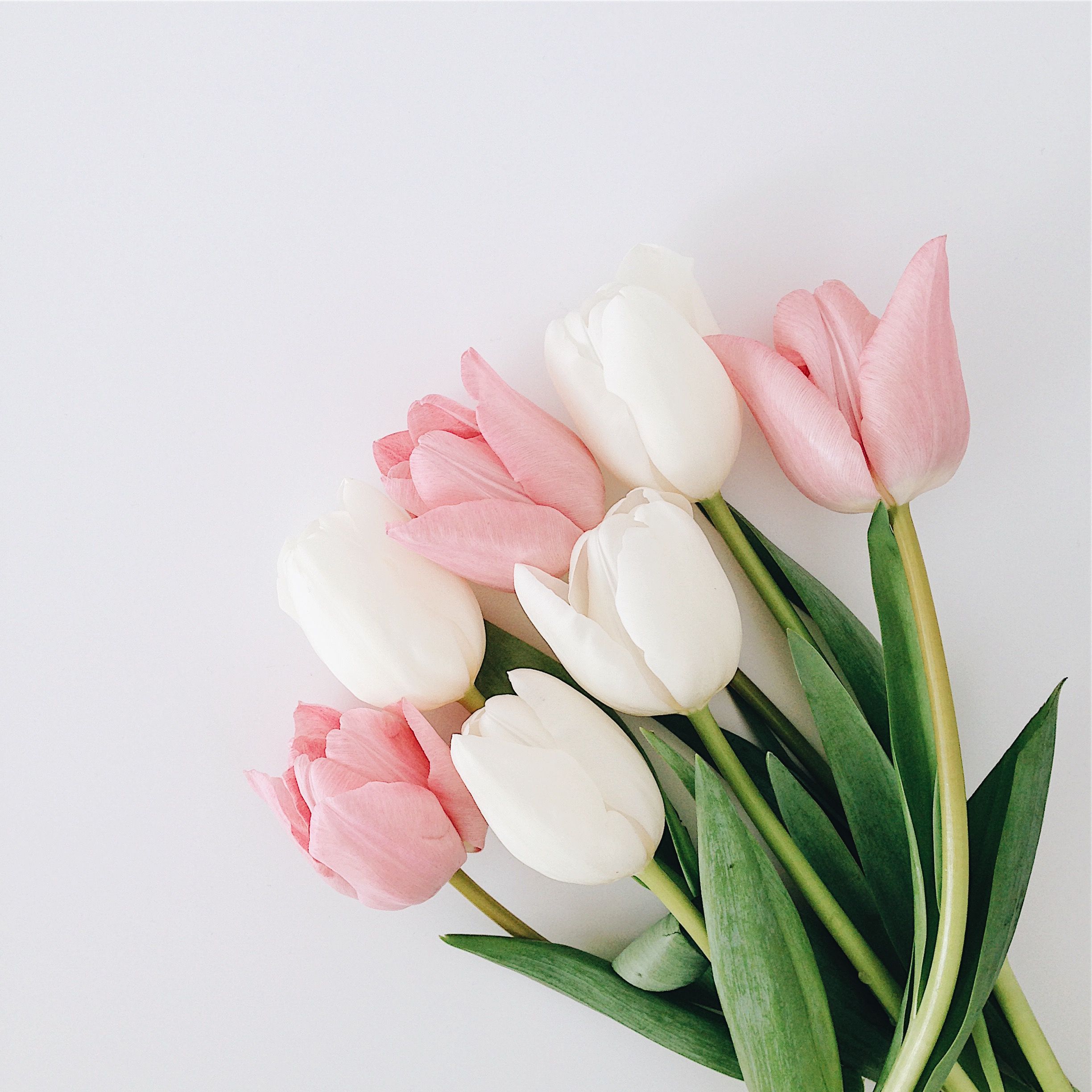 Disney Mickey Mouse Animal Ears Youth T Shirt. Amazing Flowers, Tulips Flowers, Flower Wallpaper