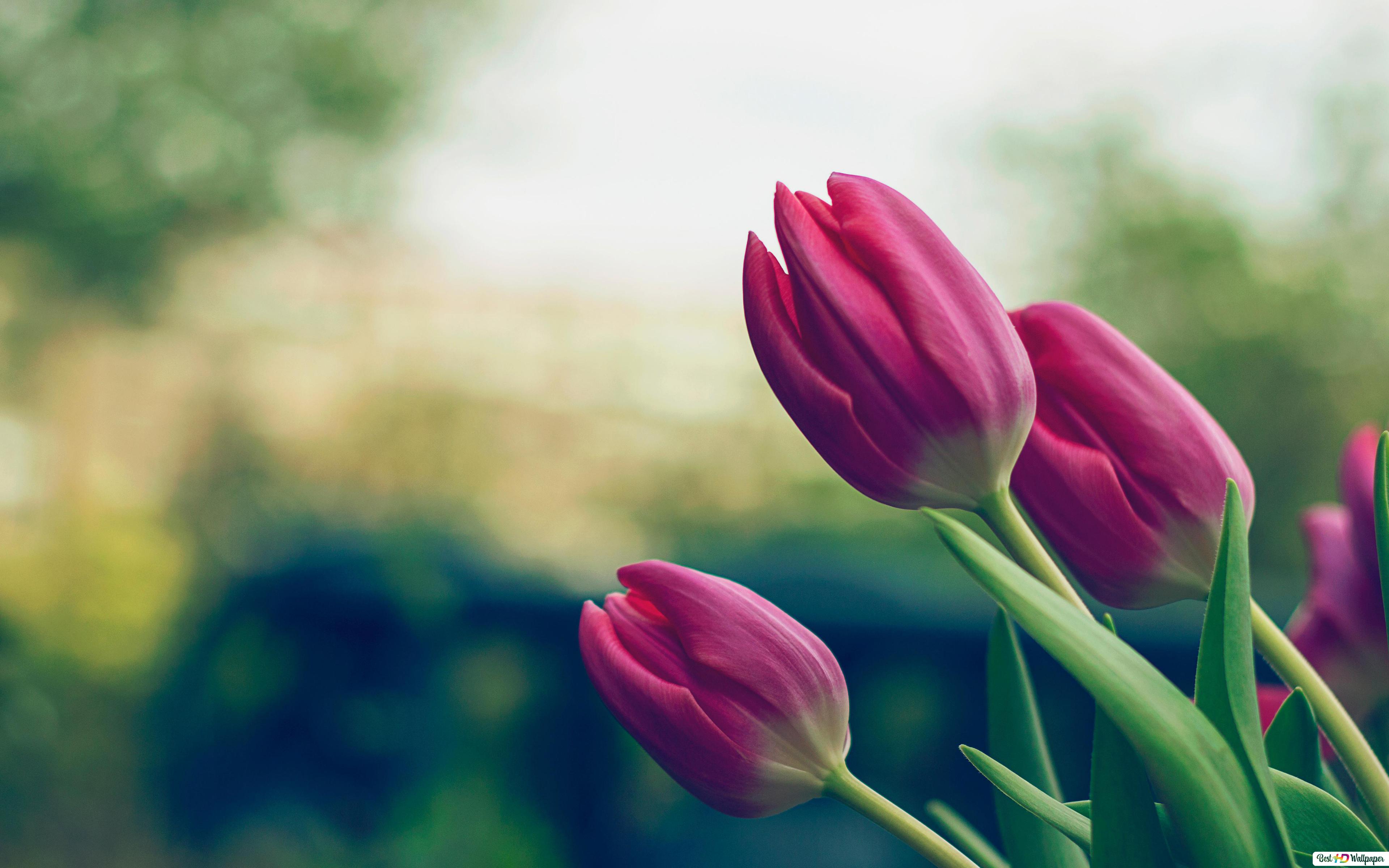 Spring pink tulips HD wallpaper download