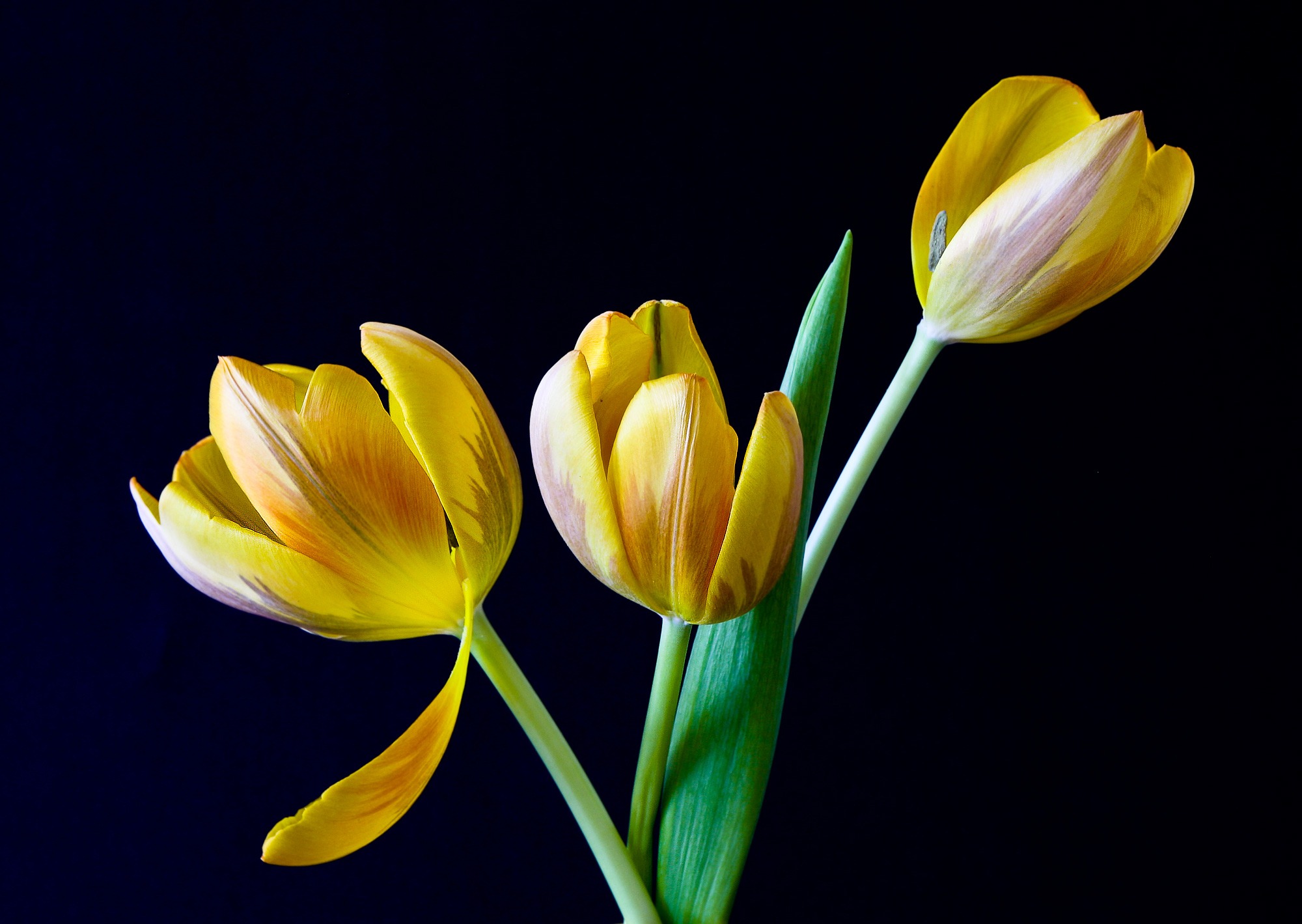 Yellow Tulip Flower · Free