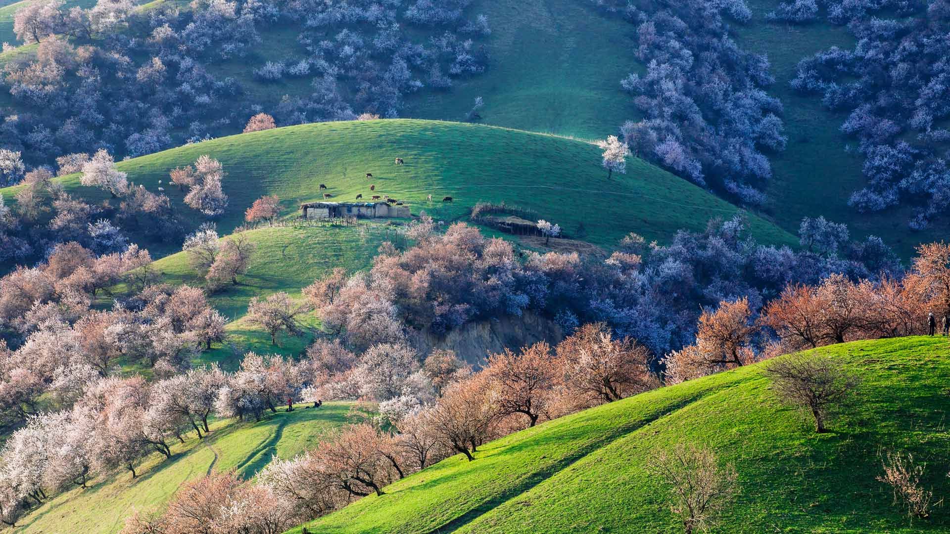 desktophdwallpaper.org. Beautiful nature, Xinjiang, Beautiful dream