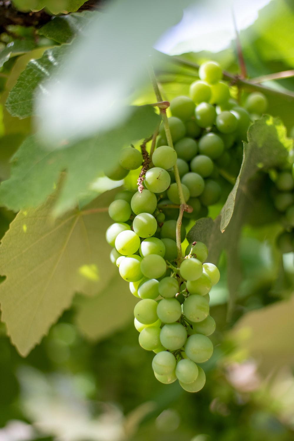 Green Grape Picture. Download Free Image